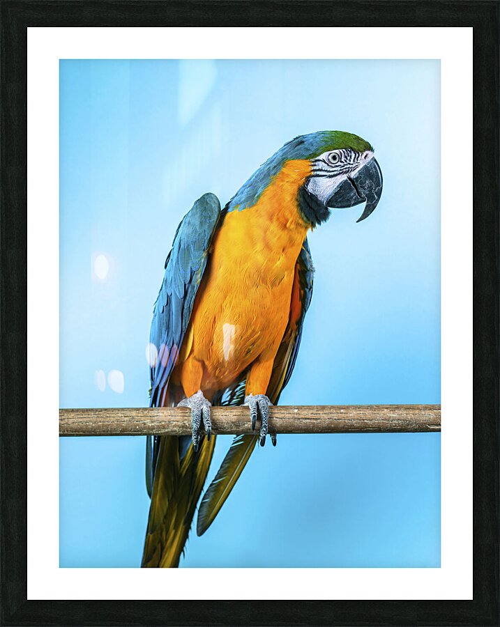 Vibrant Parrot Picture Frame print