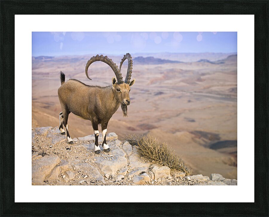 Ibex on cliff Picture Frame print