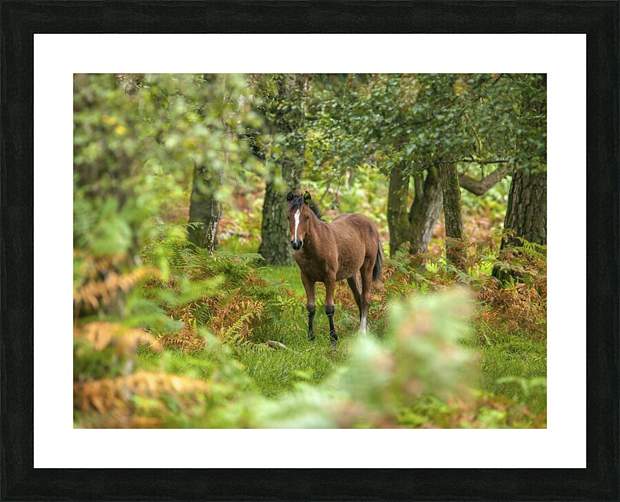 New Forest Nomad Picture Frame print