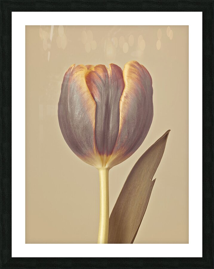 Single Tulip Picture Frame print