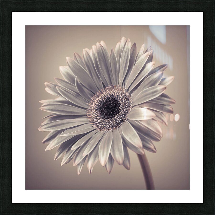 Gerbera Cream Picture Frame print