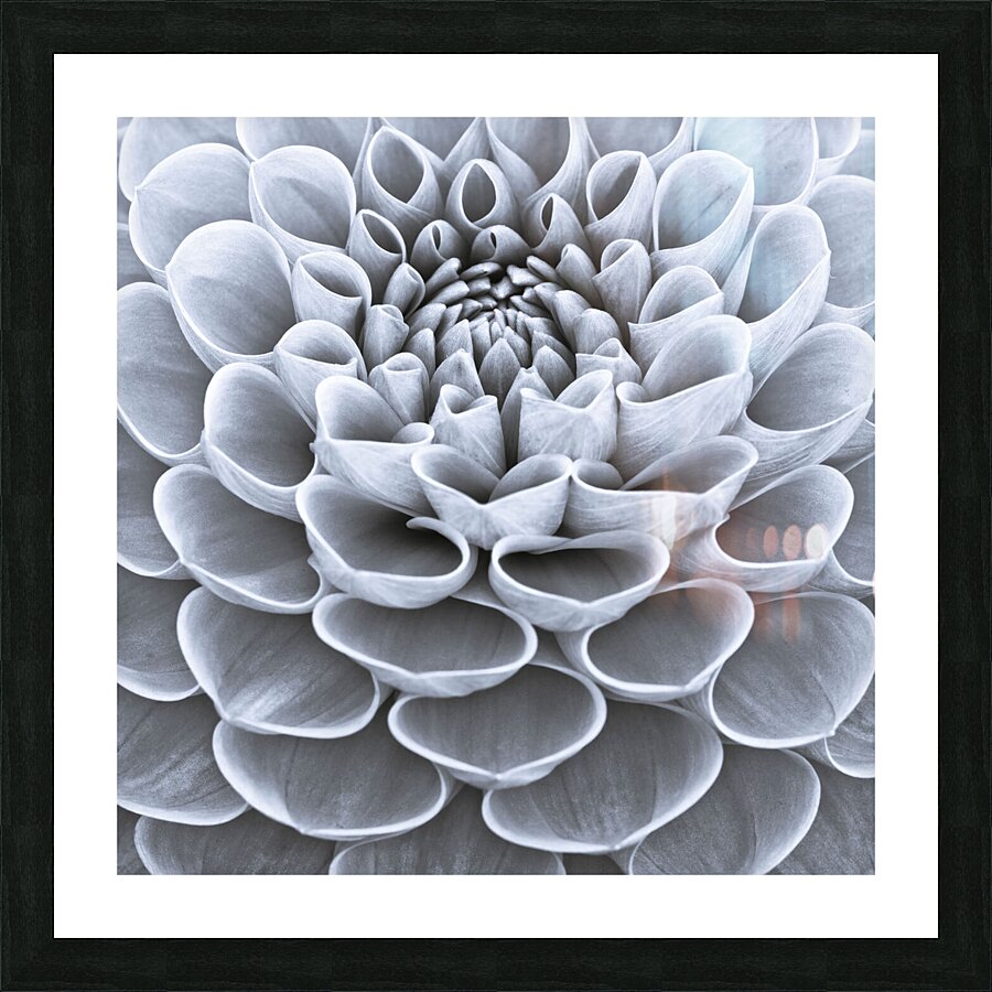Dahlia Flower Picture Frame print