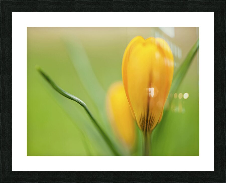 Yellow Crocus Picture Frame print