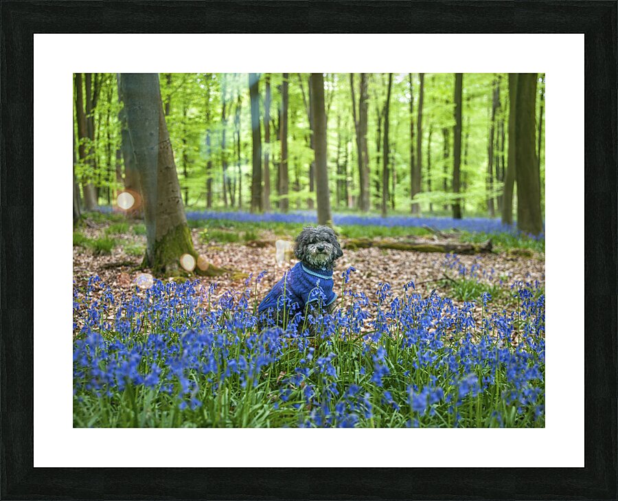 Dog in Bluebells Picture Frame print