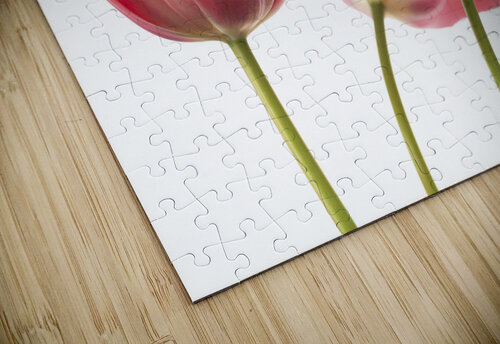 Red Tulips Assaf Frank puzzle