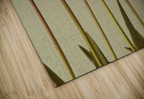 Emerging Elegance Assaf Frank puzzle