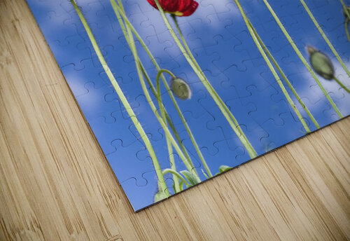 Blue Sky Bouquet Assaf Frank puzzle