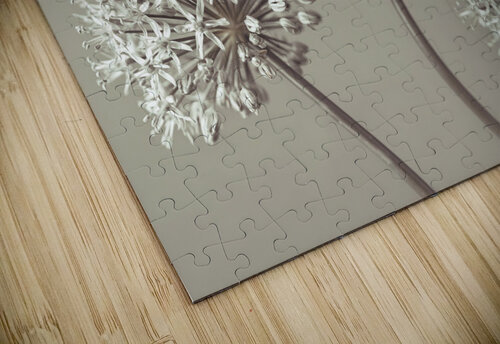 Three Alliums Assaf Frank puzzle