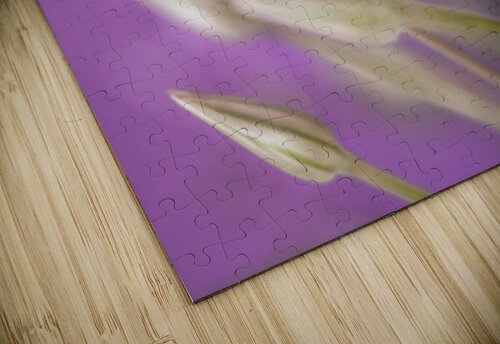 Purple Alliums Assaf Frank puzzle