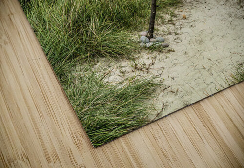 Shoreline Affection Assaf Frank puzzle