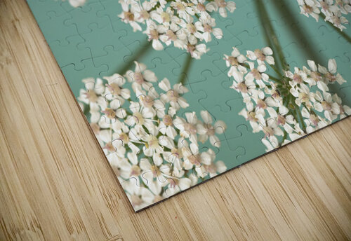 Delicate Blooms Assaf Frank puzzle