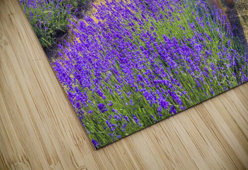 Bench in Lavender field Assaf Frank puzzle