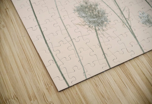 Cow parsley Assaf Frank puzzle