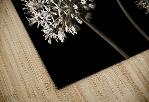 Three Alliums Assaf Frank puzzle