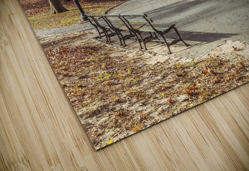 Central Park  Assaf Frank puzzle