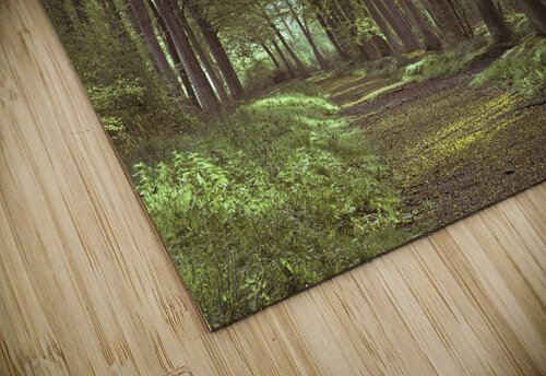 Forest Path Assaf Frank puzzle