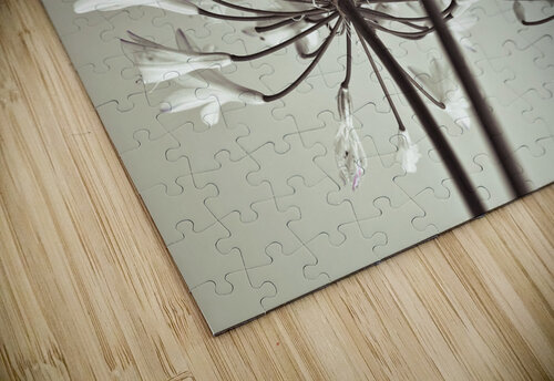 African Lily Assaf Frank puzzle