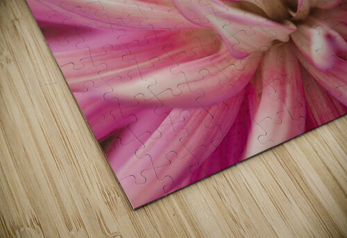 Radiant Dahlia Assaf Frank puzzle