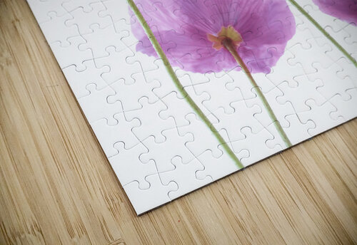 Fresh Poppies Assaf Frank puzzle