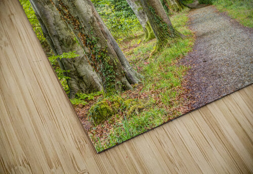 Path alongside Canal Assaf Frank puzzle