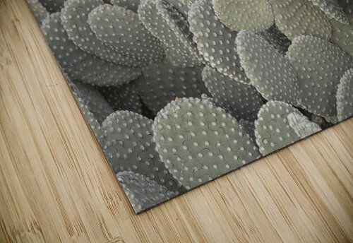 Cacti background Assaf Frank puzzle