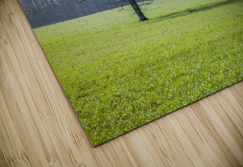 Trees on grass field Assaf Frank puzzle