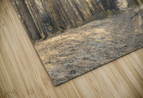 Sun Rays Painting the Forest Assaf Frank puzzle