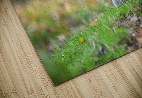 Whiskered Wanderer Assaf Frank puzzle