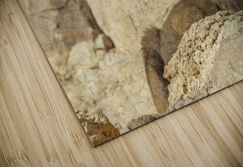 Nubiana Ibex Assaf Frank puzzle