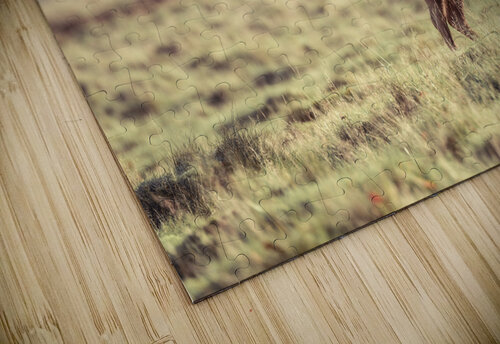 Stag Roaming Free Assaf Frank puzzle