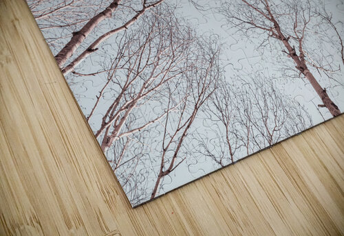 Branches Against Sky Assaf Frank puzzle