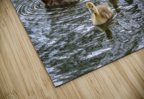 Goslings and Mum Assaf Frank puzzle