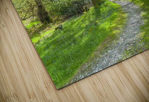 Pathway through trees in forest Assaf Frank puzzle