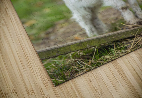 Goat in farm Assaf Frank puzzle