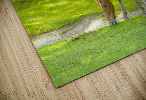 Horse with Foal Assaf Frank puzzle