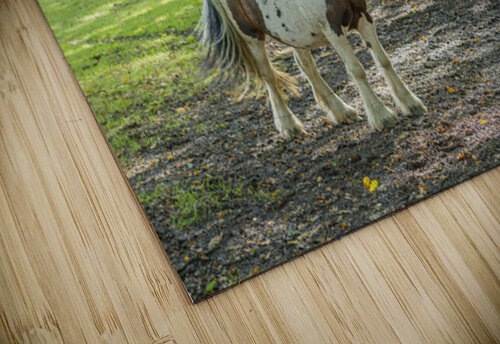 Farmstead Guardian Assaf Frank puzzle