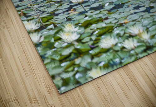 Water Lilies Assaf Frank puzzle