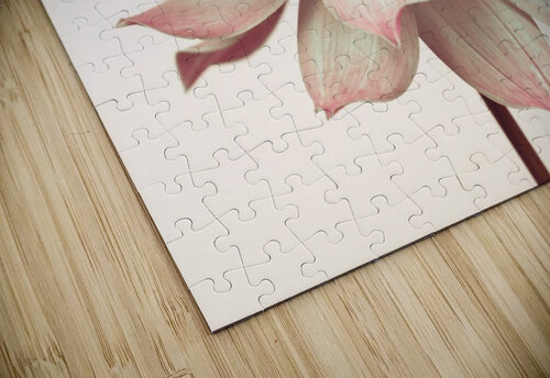 Dahlia Flower Assaf Frank puzzle