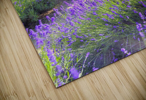 Bench in Lavender field Assaf Frank puzzle