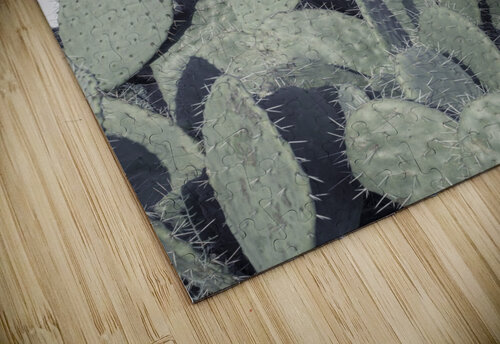 Cacti Assaf Frank puzzle