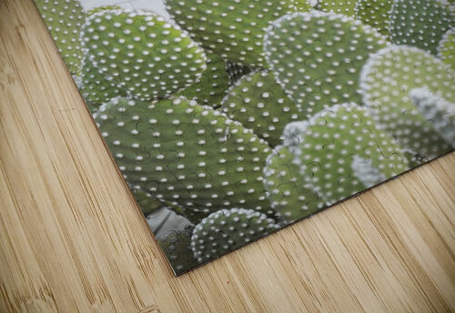 Cactus plant Assaf Frank puzzle