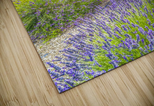 Lavender field Assaf Frank puzzle