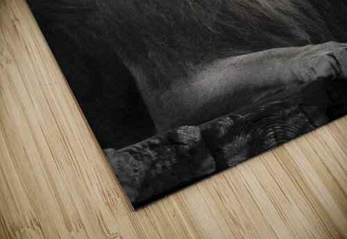 Lion Assaf Frank puzzle
