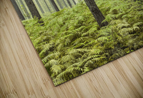 Dense Forest Assaf Frank puzzle