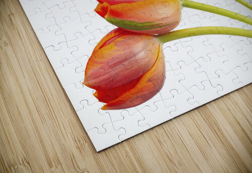 Tulip flowers Assaf Frank puzzle