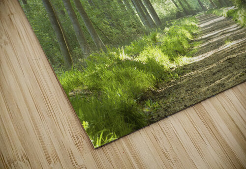 Spring Path Assaf Frank puzzle