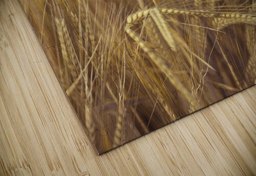 Wheat Field Assaf Frank puzzle