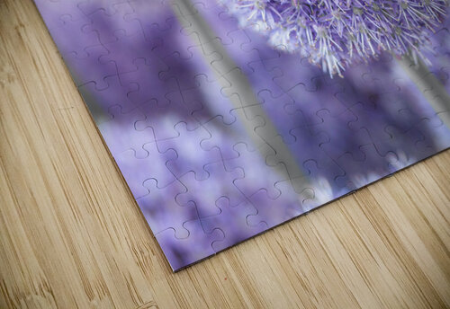 Alliums Flowers Assaf Frank puzzle