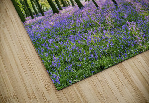 Bluebells in Forest Assaf Frank puzzle