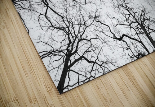 Tree Tops Assaf Frank puzzle